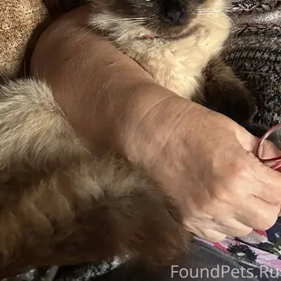 Пропал кот в районе УПК (выгон...