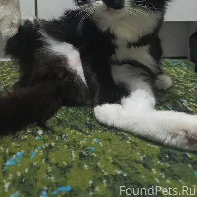 Пропала кошка отзывается на Ма...