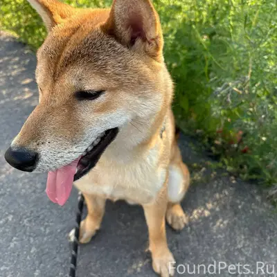 Пропала собака, вчера днем, ра...