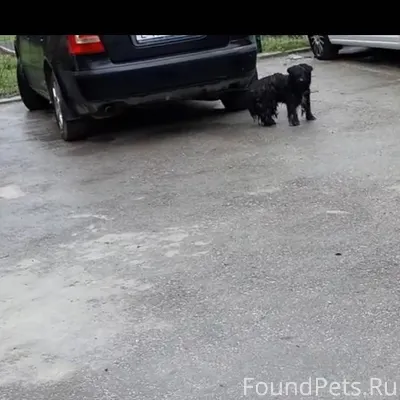 Пропала собака! Кличка: Бой. Д...