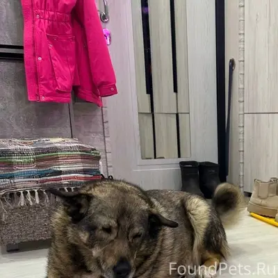 Пропала собака, вчера в районе...