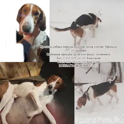 Выложите пожалуйста пост, проп...