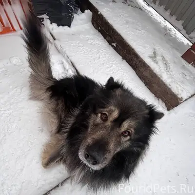 Сбежала ночью собака в районе ...