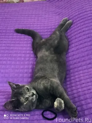 Пропала кошка в районе д. 37.....