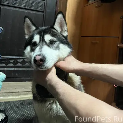 Найдена собака по адресу Гагар...