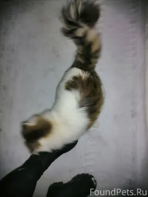 Потерялся кот пушистый с кори...