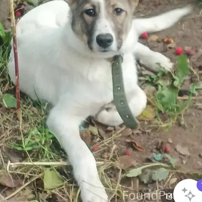 ‼️‼️‼Пропала собака️‼️‼️‼️ В р...