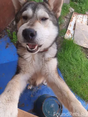 Потерялась собака, последний р...