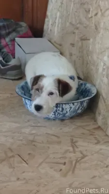 Пропала собака. Если кто-то ви...