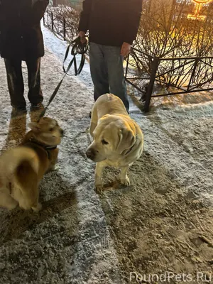 Увидела на прогулке с собакой ...