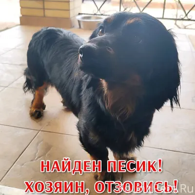 Здравствуйте. Найдена собака (...