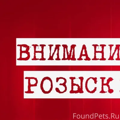 Здравствуйте! Потерялась собак...