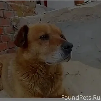 ПОТЕРЯЛАСЬ собака . Кличка Грэ...