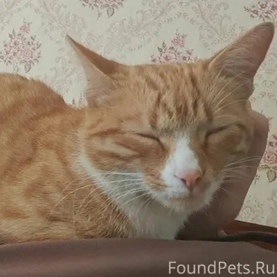 Пропал кот, в районе двора общ...