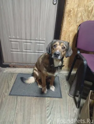 Чей собакен потерялся? Сидит н...