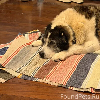 Д.Васькино, ул. Соколиная, Чех...