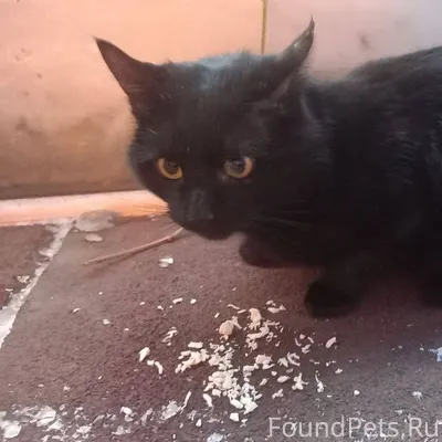 Кот Барсик живёт на предприяти...