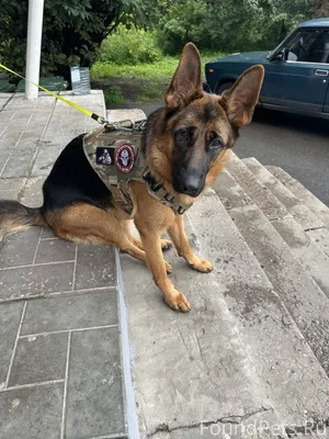 Пропала немецкая овчарка в рай...