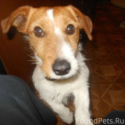 Пропал пес по кличке Майкл, вы...