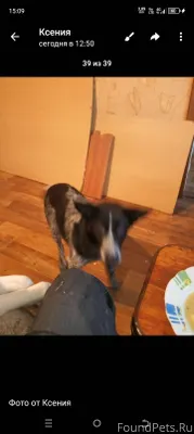 Потерялся щенок в селе Каликин...