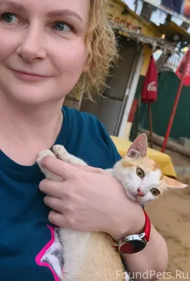 Шри-Ланка. Негомбо. Спасла кот...