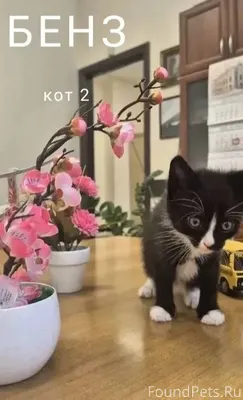 Ищем дом для пушистых транспор...