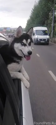 Потерялся верный друг, породы ...