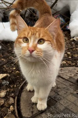 Найден (замечен) ул.Лакина При...