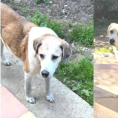 Потерялся пёс 15 лет, метис РП...