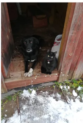 Уважаемые жители! Пропал кот. ...