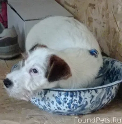 Пропал пес, по кличке Френк. П...