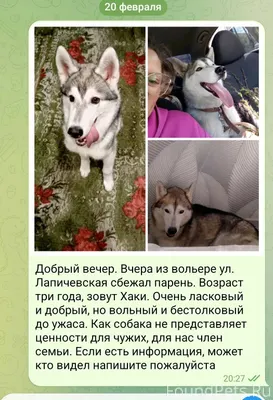 Вчера в посёлке Петровский пот...