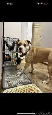 В Рыбхозе найдена собака! Сроч...