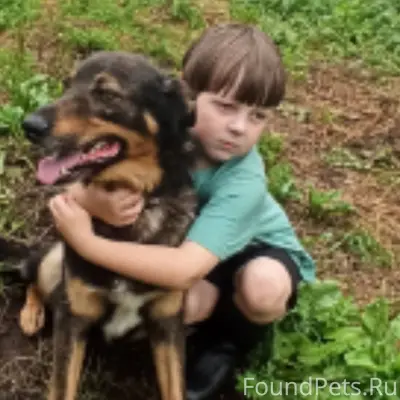 Пропала собака деревня Верхоли...