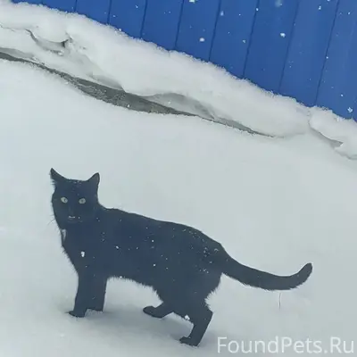 Может кто то видел, обычный че...