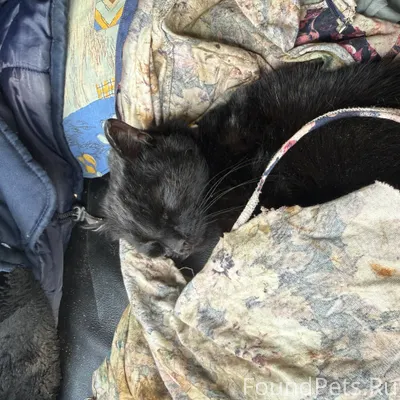 В районе д. Барыбинка Тульская...