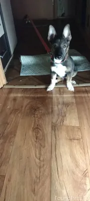 Срочно ! Найдена маленькая соб...