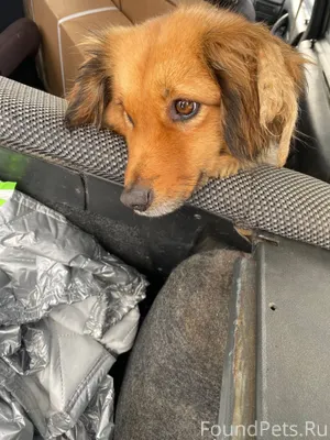 В деревне появилась собака, де...