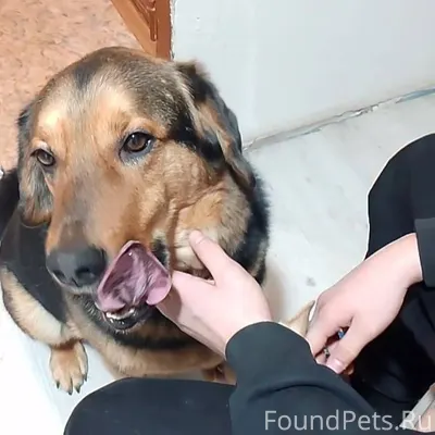 Серов! На Проспекте найдена со...