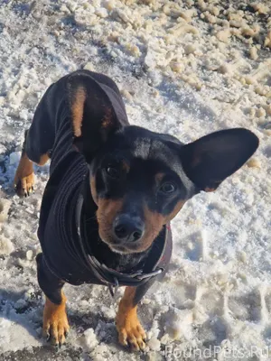 Был найден пес в Индустриально...