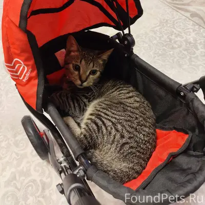 В селе Железнодорожное, в райо...