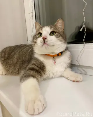 Найден кот! Молодой, кастриров...
