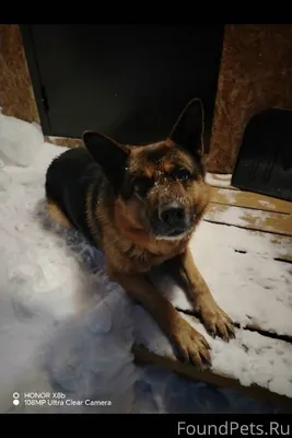 Найдена собака, ищем хозяев!