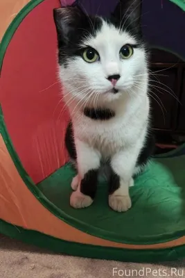 Кто потерял кота , взяла на пе...