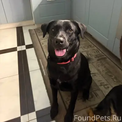 Добрый день потерялись собаки ...