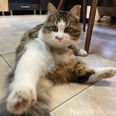 ПОМОГИТЕ НАЙТИ КОТИКА! район у...