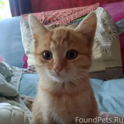 Пропала кошечка в районе улицы...
