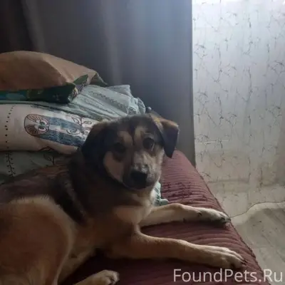 Найдена собака, умная, ухоженн...