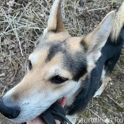 #пропало Здравствуйте. Пропала...