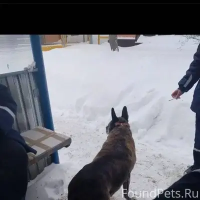 Найдена замечена собака Коломн...